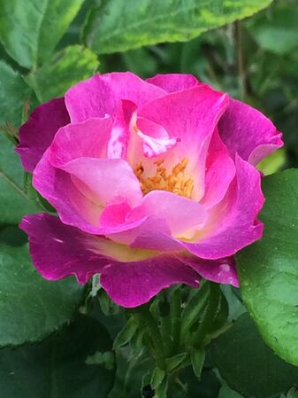Quelques jeunes fleurs ont une touche plus rose; effet météo?
