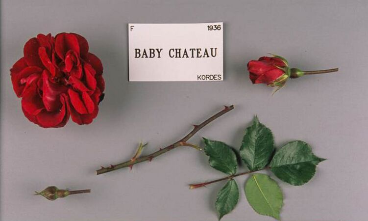 Baby Château, Stéphane Barth, L'Hay 2-2-w.jpg