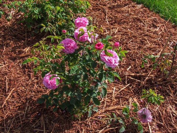 Found rose Toul Réo - Gallica - GE Parennes DSCF3361-2-w.jpg