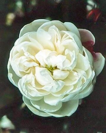 Rosa cannabifolia filtered-3-g.jpg