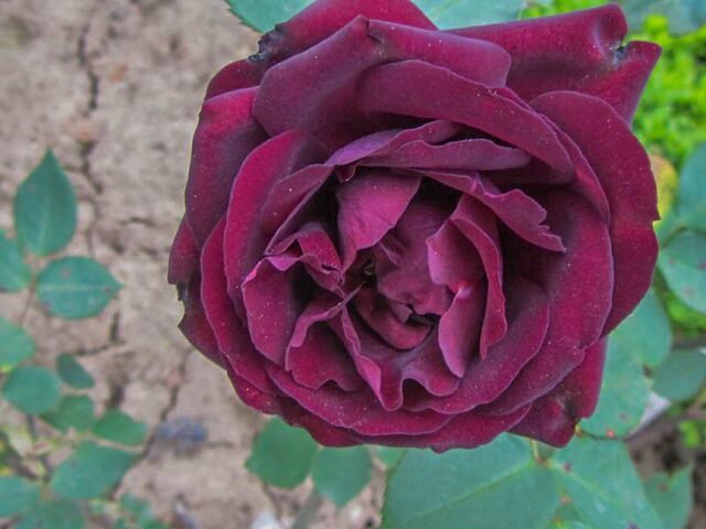 Nigrette – Rose-Biblio