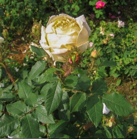 Golden Moss, Novaspina 1-2-w.jpg