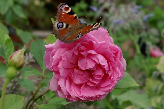 The Reeve – Rose-Biblio