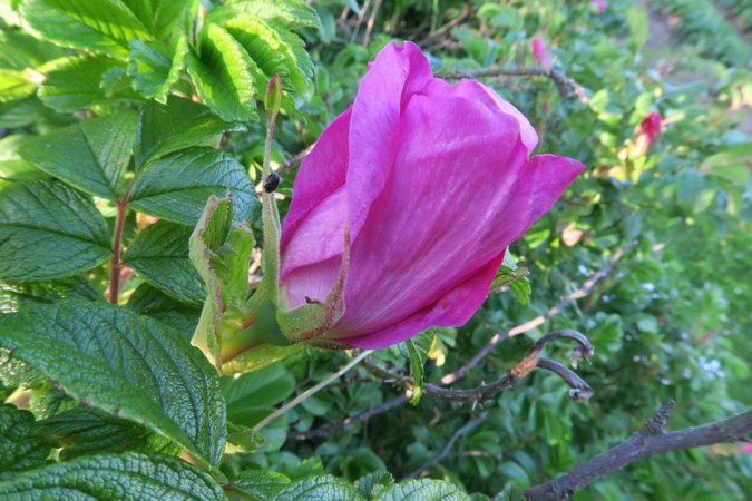 R.rugosa, Ostergaard 2.PNG