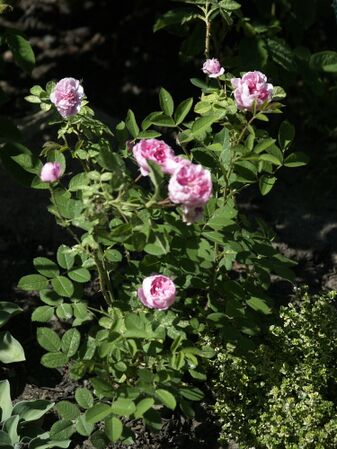 Rosa cenfifolia-Pompon de Bourgogne-2020-06-20- 6158940.JPG
