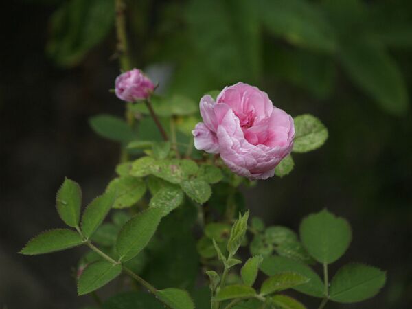 Rosa centifolia-Pompon de Bourgogne-2020-06-13- 6138878.jpg