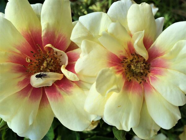 Des roses qui attirent le regard!