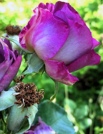 Une forme rappelant les roses-thé