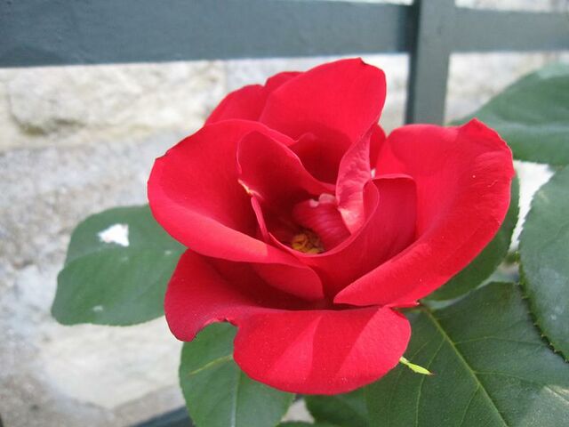 Altissimo – Rose-Biblio