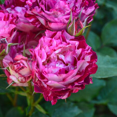 Belle de Segosa, Landhaus Ettenbühl 5-2-w.jpg