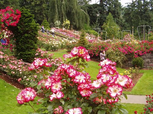 Portland-international-rose-test-garden-port.jpg