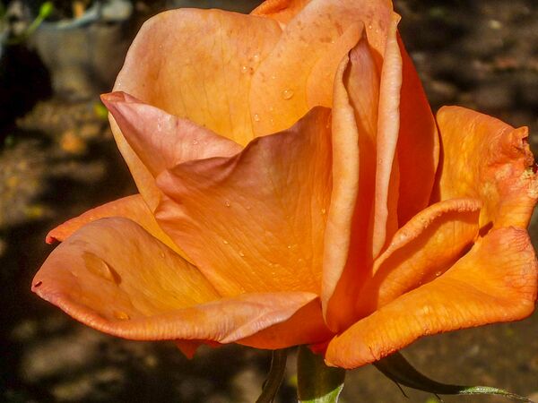 Flame of my Heart, Girija Viraraghavan 6-2-w.jpg