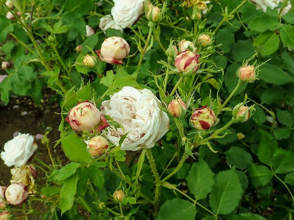 Gloire d’Olivet, SalycinaSGH 5-2-w.jpg