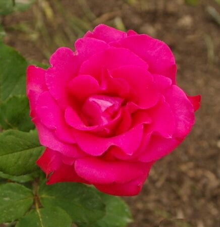 Rocio Elias, David Elliot-2-w.jpg