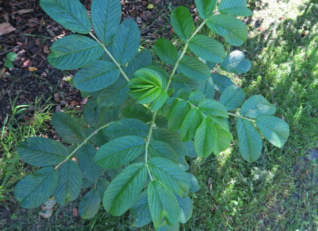 R.rugosa, Ostergaard 1.PNG