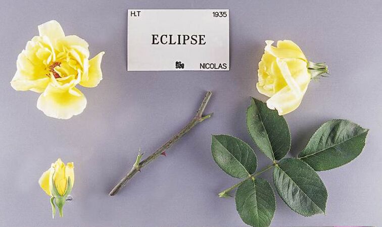 Eclipse, Stéphane Barth, L'Haÿ 3-2-w.jpg