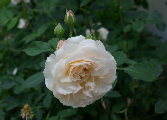Perdita – Rose-Biblio