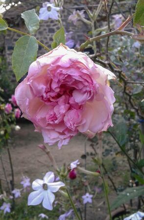 Rose of Yesterday, Girija Viraraghavan 1-2-w.jpg