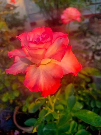The Viru Rose, S. Mitra 3-2-w.jpg