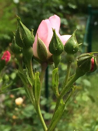Rose entourée d'une série de boutons ...