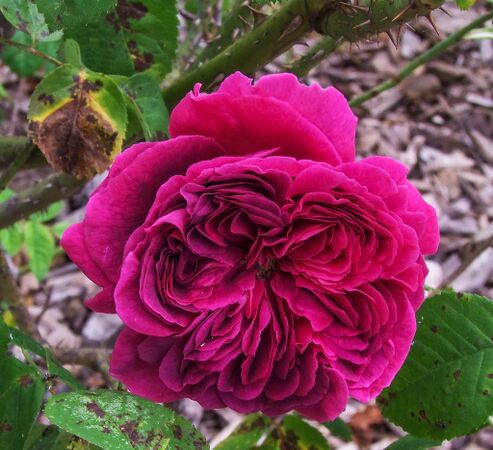 Emma la rouge - GE La Groirie (1)-2-w.jpg