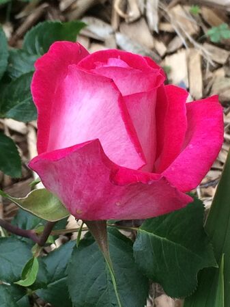 Une rose qui résiste bien aux intempéries et changements bruts de température en ce début mai 2026; son feuillage est très sain également