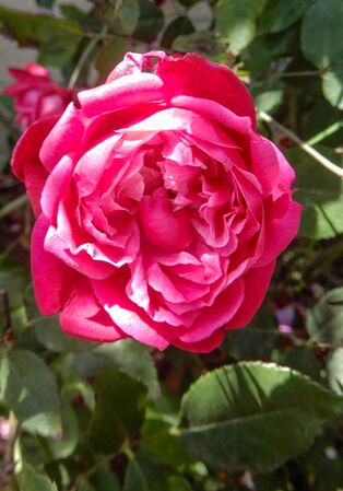 Elisabeth's China, Jeri Jennings 1-2-w.jpg