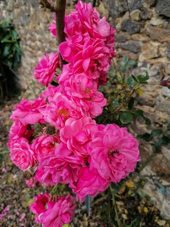 Gloire des Cénomans - GE La Groirie-2-w.jpg