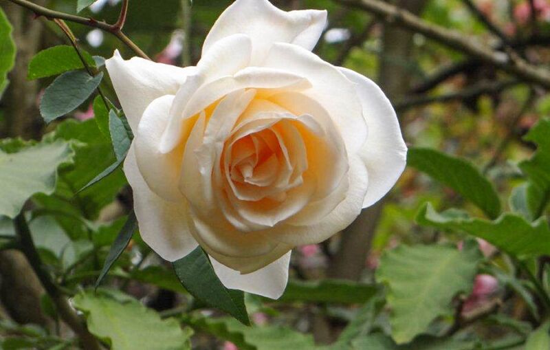 Maebara's Dream – Rose-Biblio