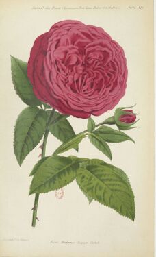 Le Journal des Roses, 1877