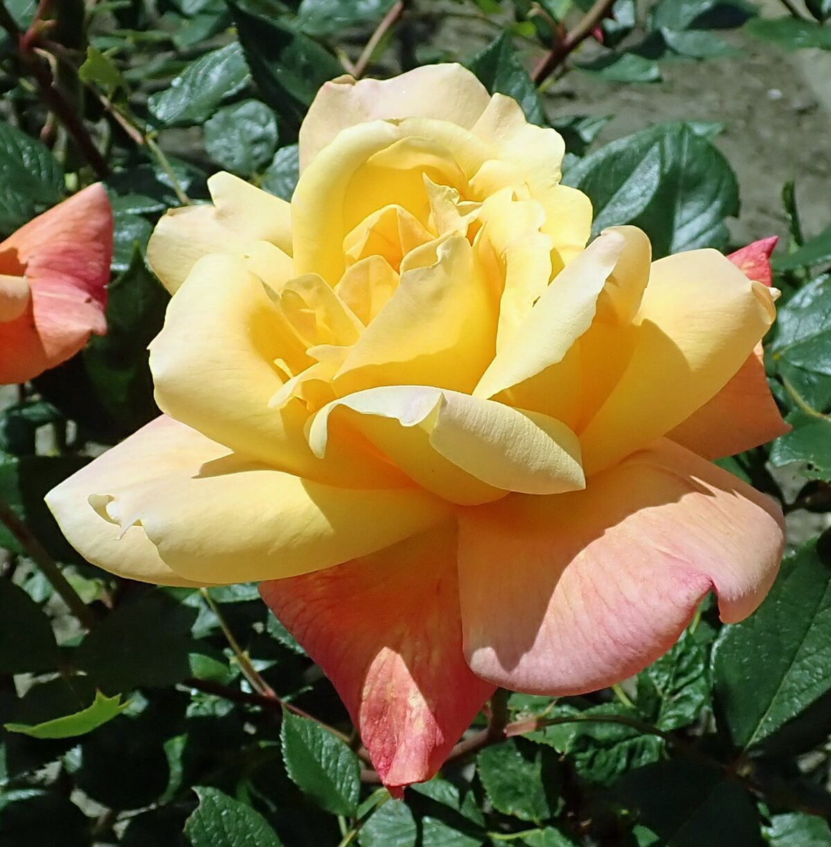 Sutters Gold – Rose-Biblio
