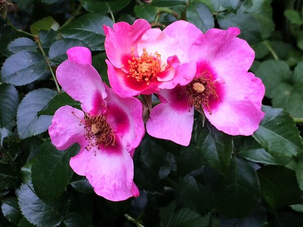 La couleur des pétales s'estompe au fur et à mesure en rose fuchsia plus clair tandis que les étamines prennent un ton plus foncé