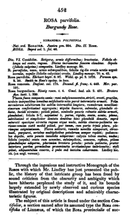 R. parvifolia, Text 1.PNG