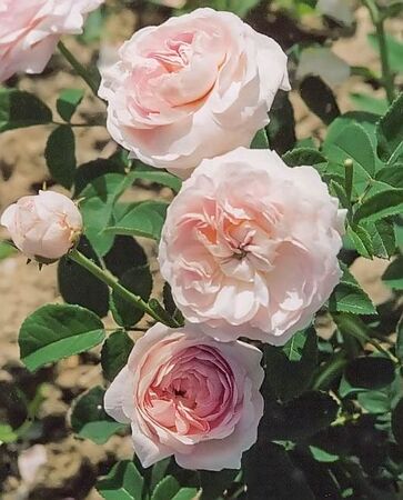 Rosa damascena filtered-3-g.jpg