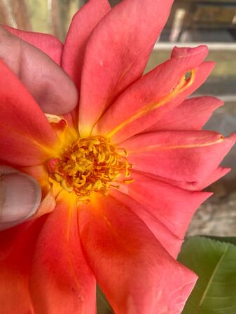 Rose d'Amour, Pat Toolan 3-2-w.jpg