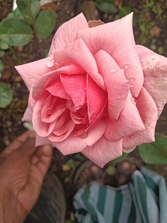 The Manju Rose, G. Viraraghavan.jpg