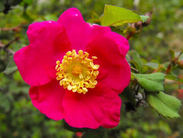 Rosa pinetorum, Stickpen, commons.wikimedia.-2-w.jpg