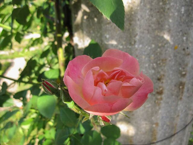 Suzon – Rose-Biblio