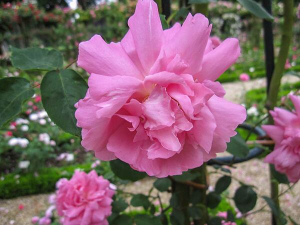 Souvenir de Nemours, Stéphane Barth, L'Haÿ 5-2-w.jpg