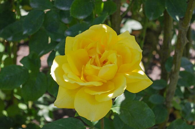 Western Sun, Central Rose Garden, Christchurch, NZ 1-2-w.jpg