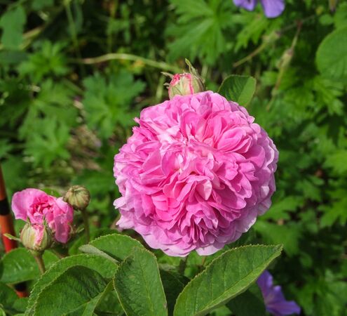 Agathe de Saint-Caprais-de-Blaye (6)-2-w.jpg