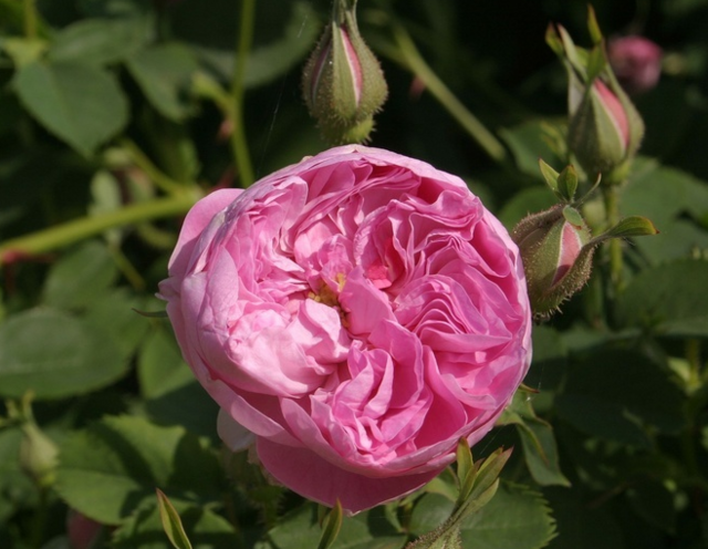 Dr. Merkeley – Rose-Biblio