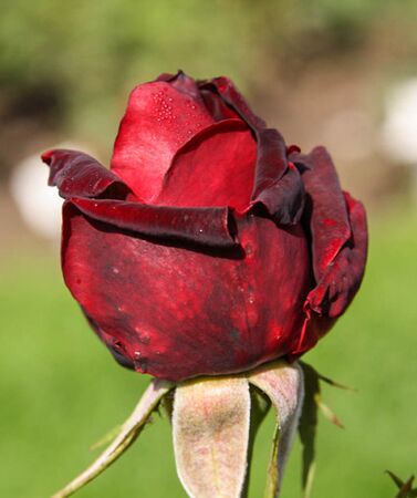 Paz Vila, ruze wi cz2-2-w.jpg