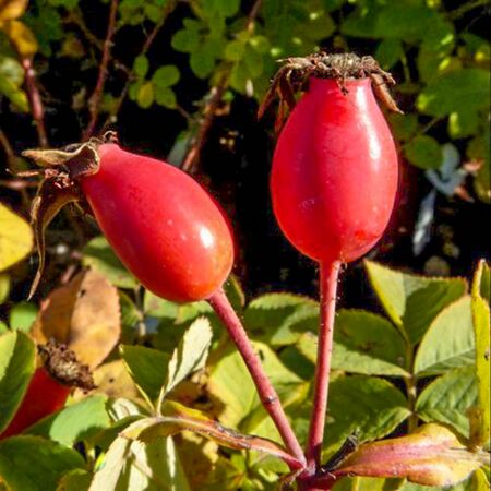 Rosa alba 'Gudhem', Sve Plant Info-2-w.jpg