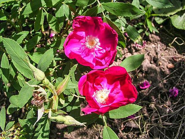 Coclico – Rose-Biblio
