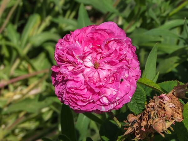 Pink Oeillet parfait - GE Parennes DSCF3218-2-w.jpg