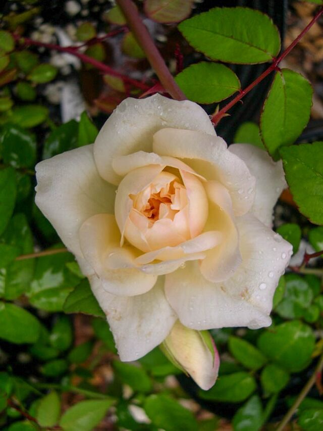 Dixie Beauty – Rose-Biblio