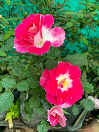 Barbara Wood, Heart o'Roses, Foto Girija Viraraghavan 5-2-w.jpg