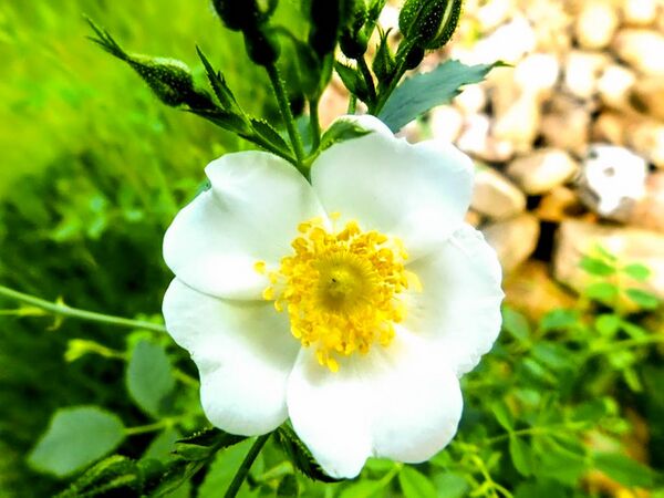 Rosa minutifolia alba, Rolf Sievers-2-w.jpg