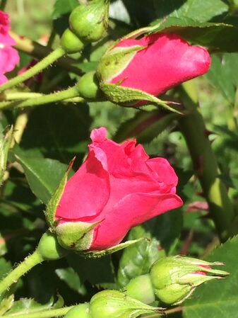 Nombreux boutons floraux